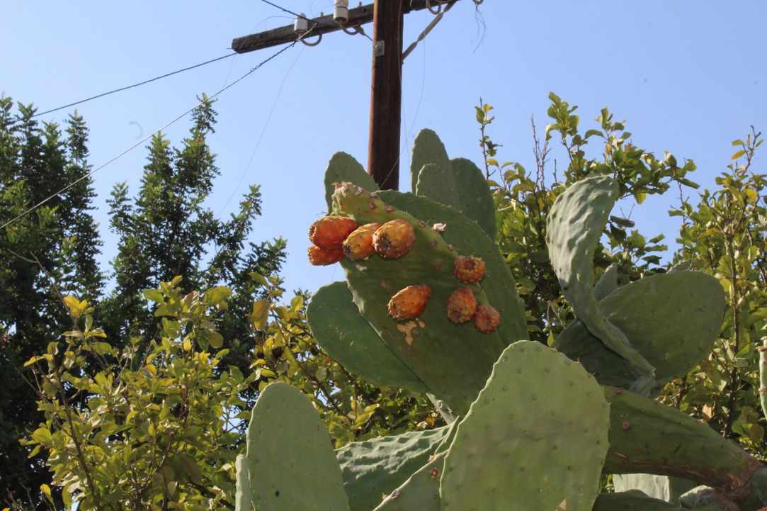 Prickly Pear