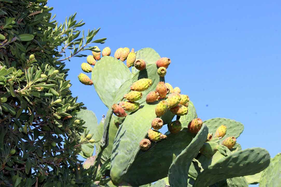 Prickly Pear