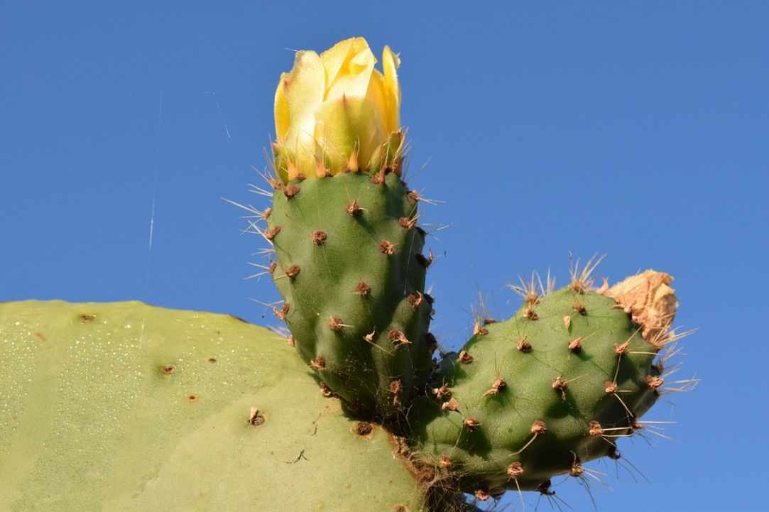 Prickly Pear