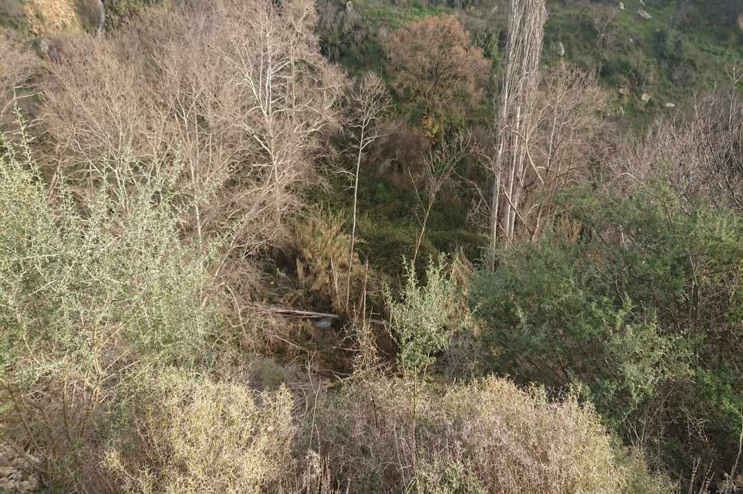 Το δάσος είναι ζωή… gallery image 1
