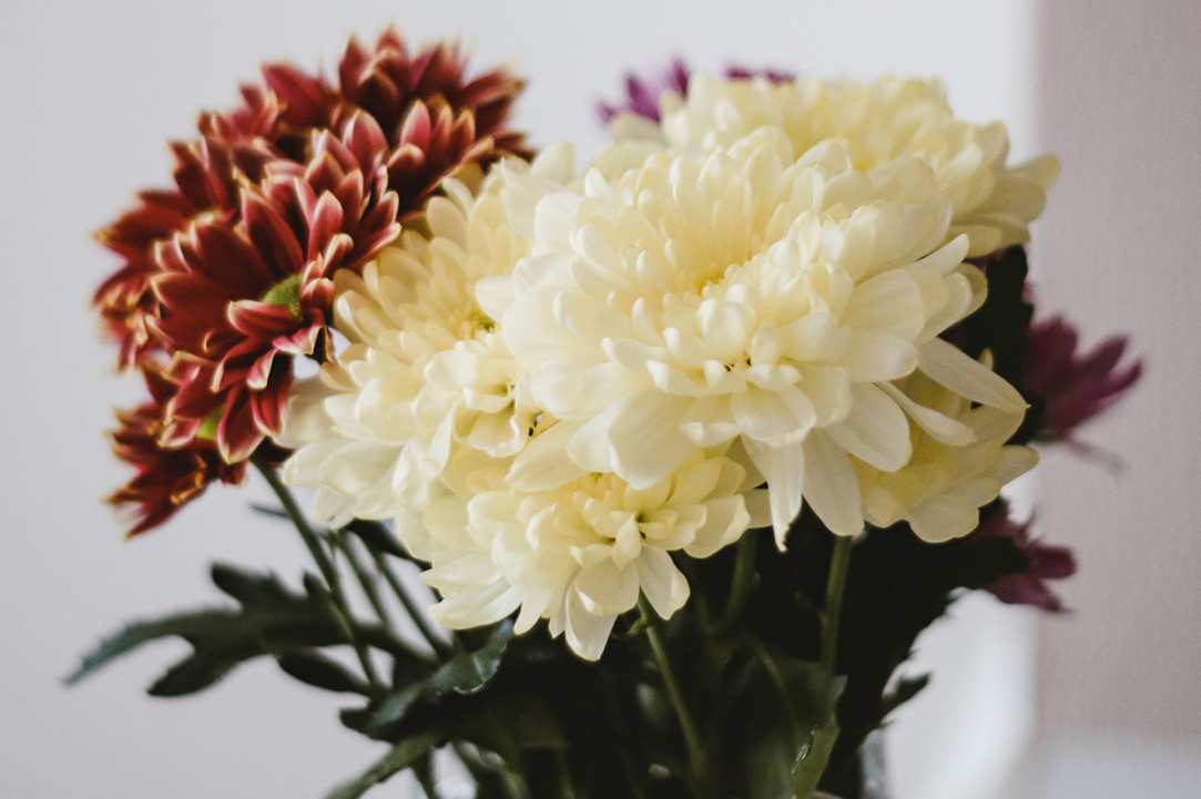 Different Types of Flowers in Cyprus