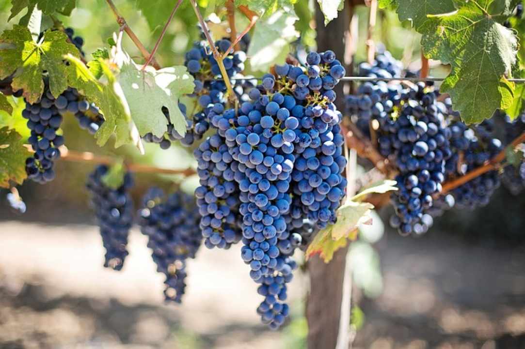 Vouni, a significant wine village since ancient times