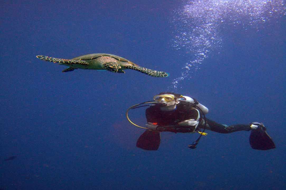 Fun Dive