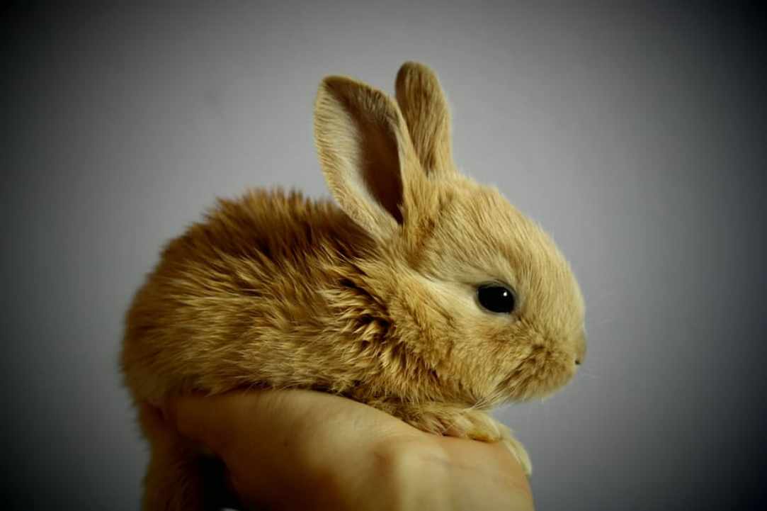 About Pets 2017