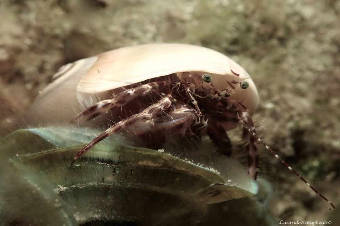 Marine Life in Cyprus