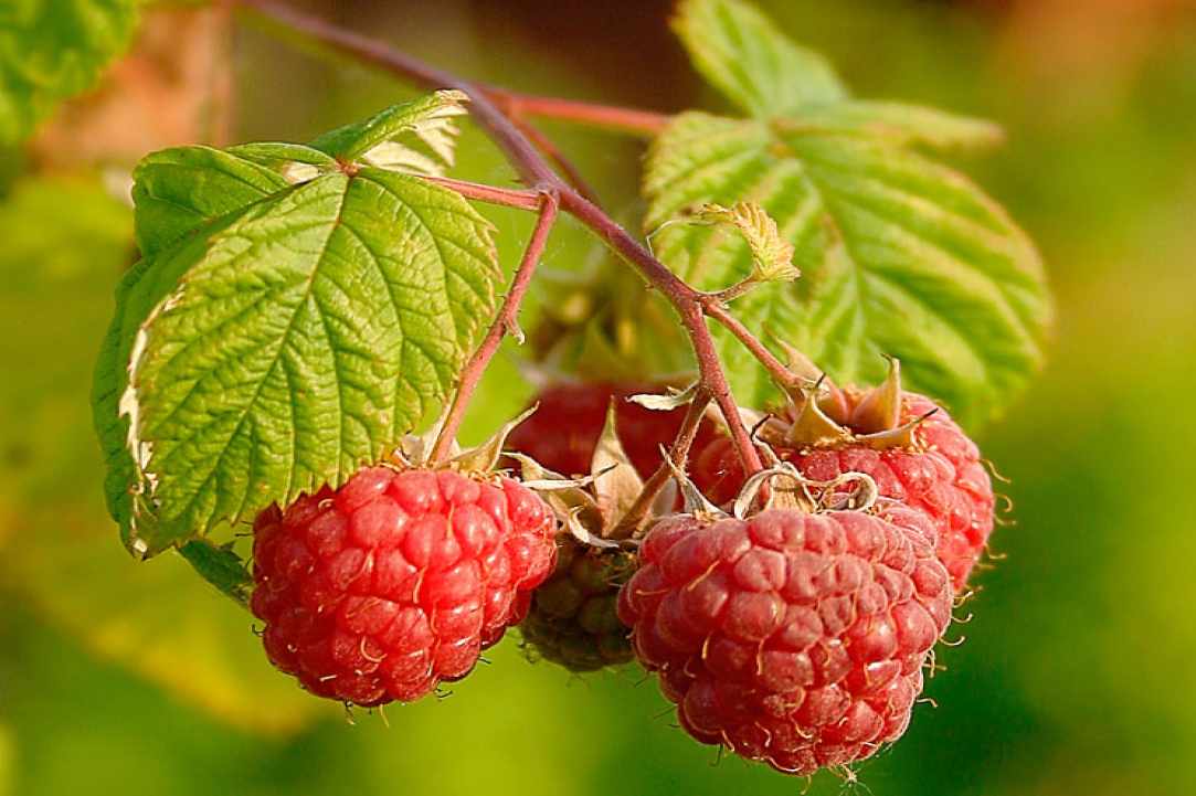 Σμέουρα (Rasberries):