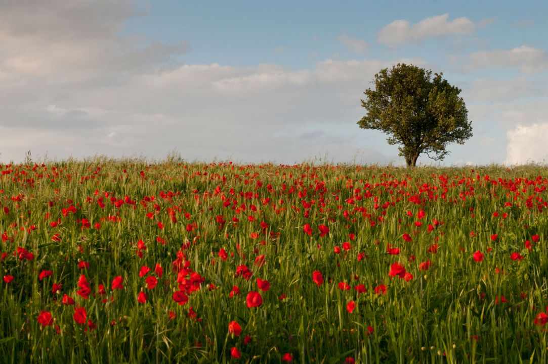 Spring in Cyprus