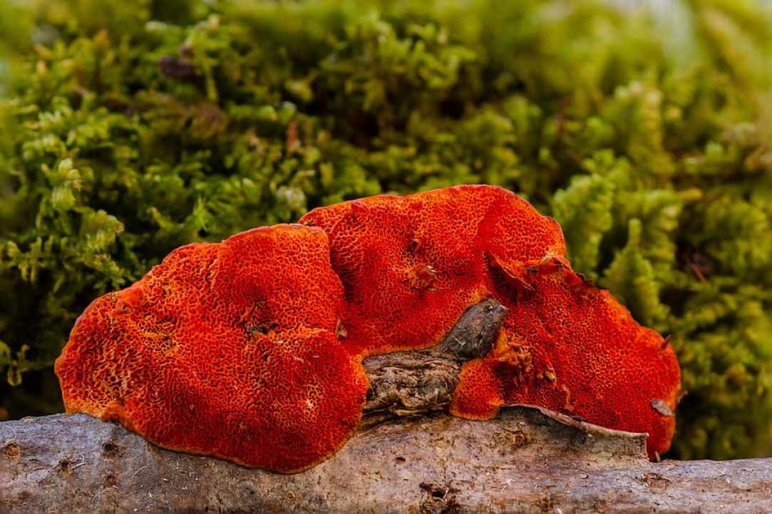 A mushroom called Ganoderma