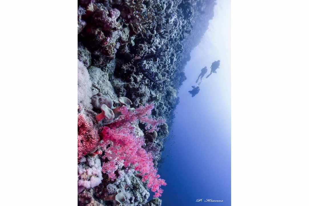 PADI Women's Dive Day 2017