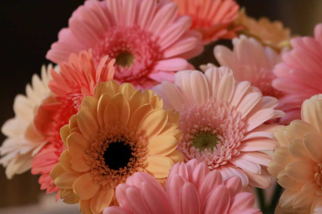 Different Types of Flowers in Cyprus