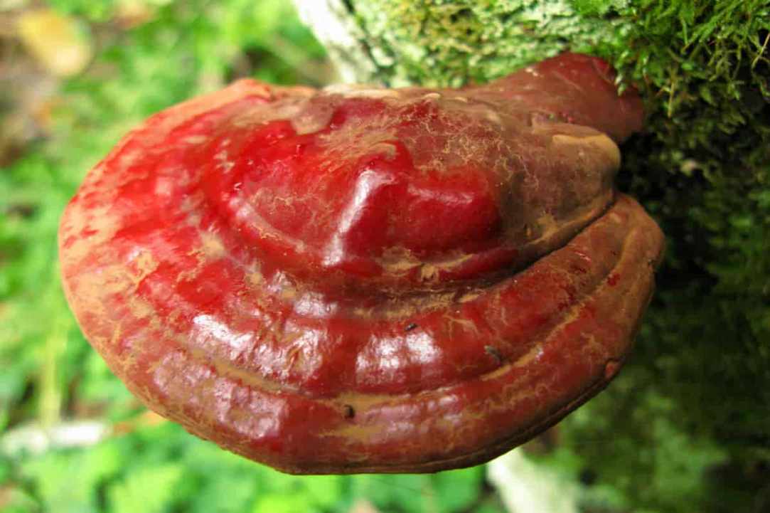 A mushroom called Ganoderma