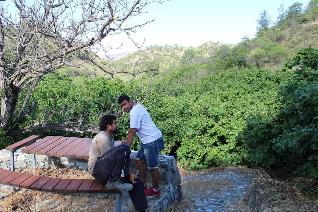 Φουντουκιές Πολύστυπος gallery image 5
