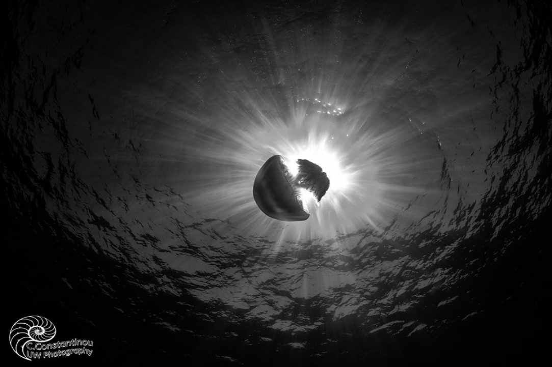 Jellyfish in Cyprus