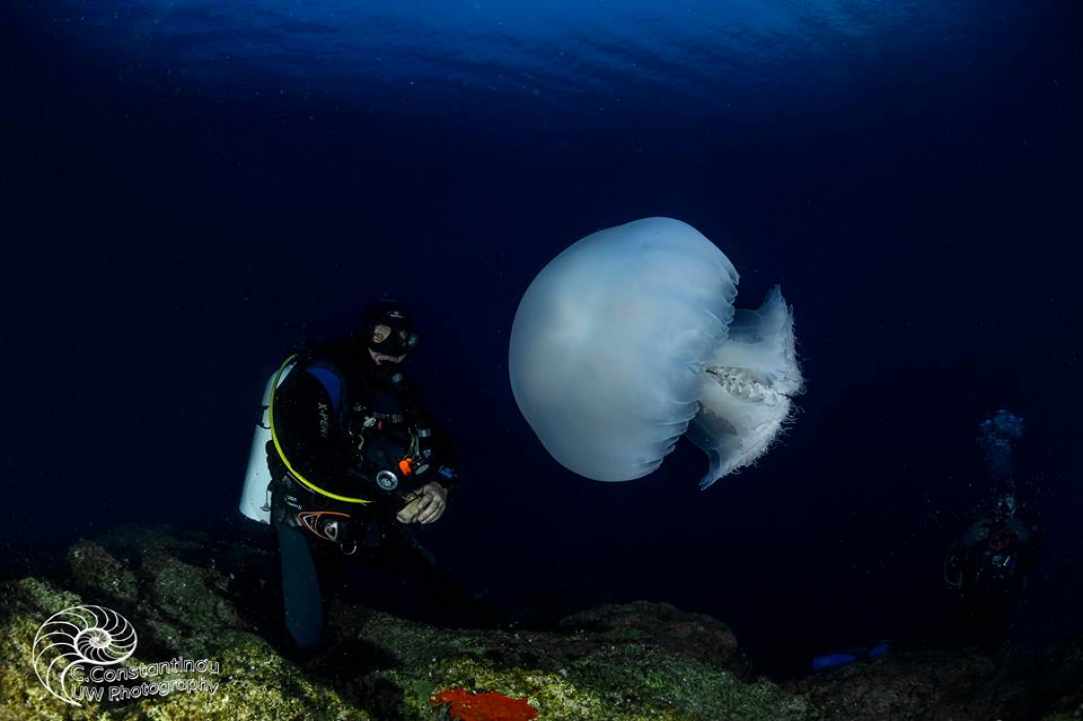 Jellyfish in Cyprus