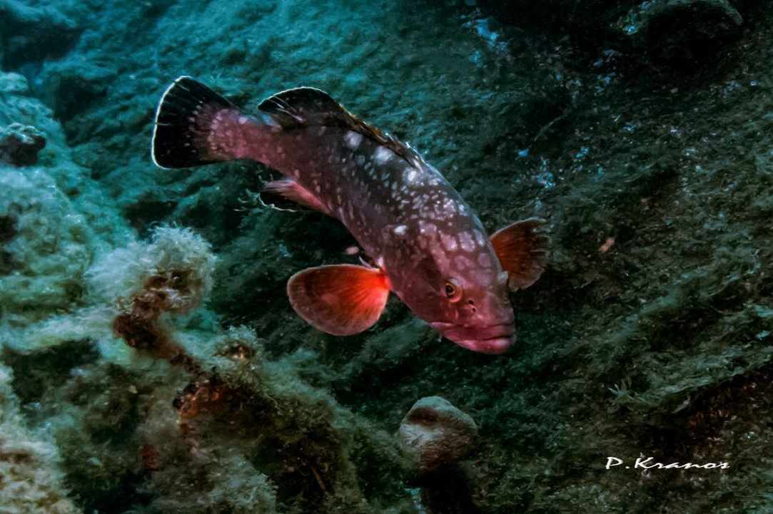 Marine Protected Areas with artificial reef