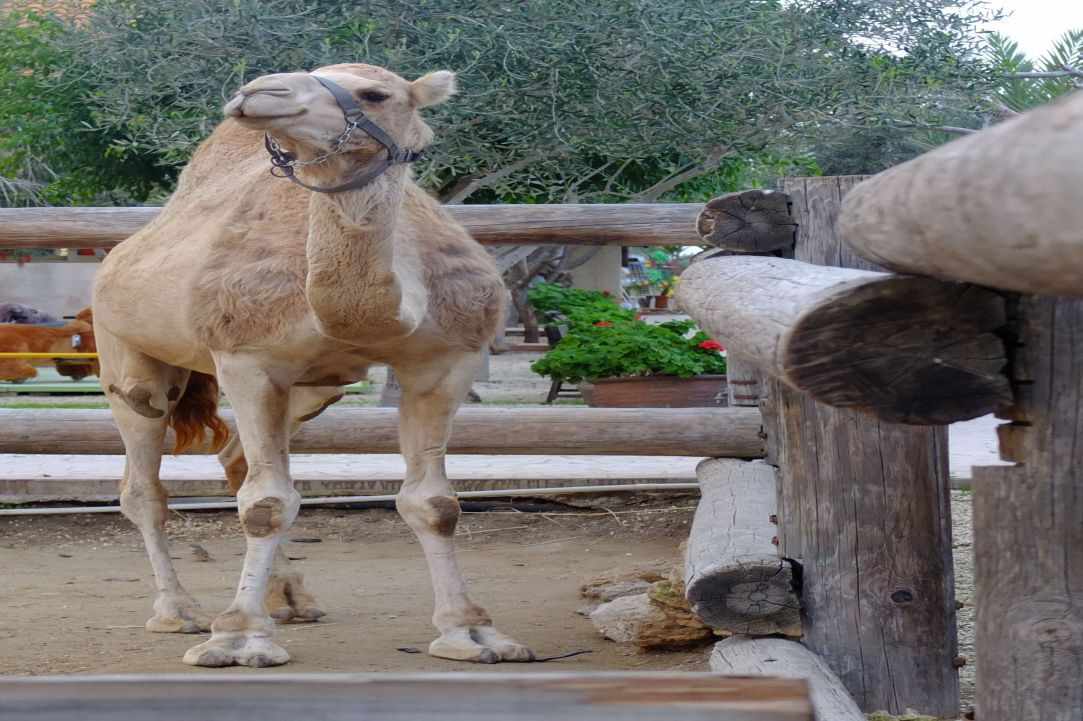 Camel Park, Mazotos, Larnaka