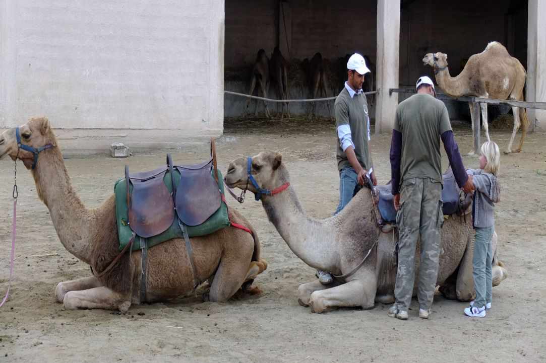 Camel Park, Mazotos, Larnaka