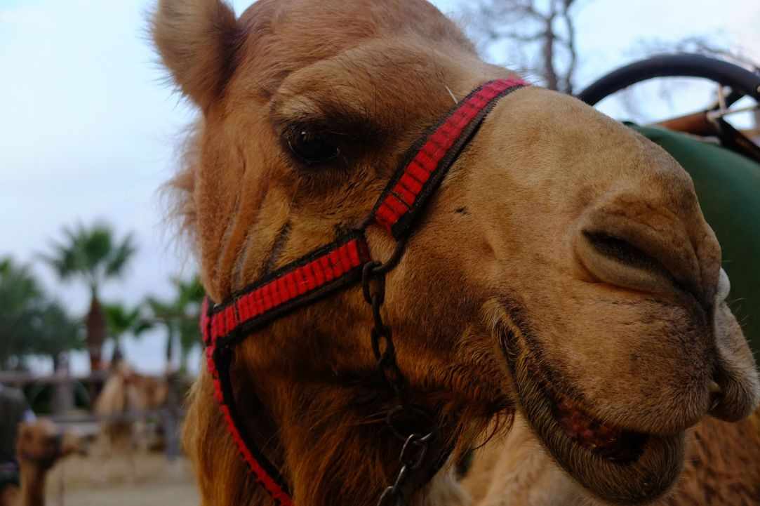 Camel Park, Mazotos, Larnaka
