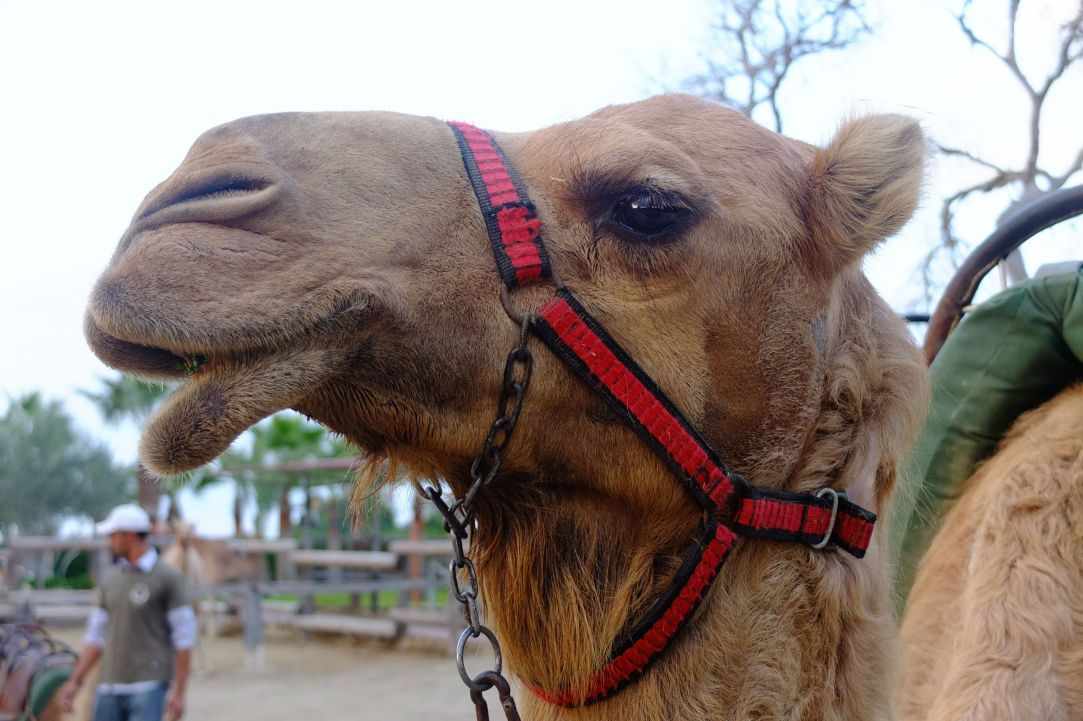 Camel Park, Mazotos, Larnaka