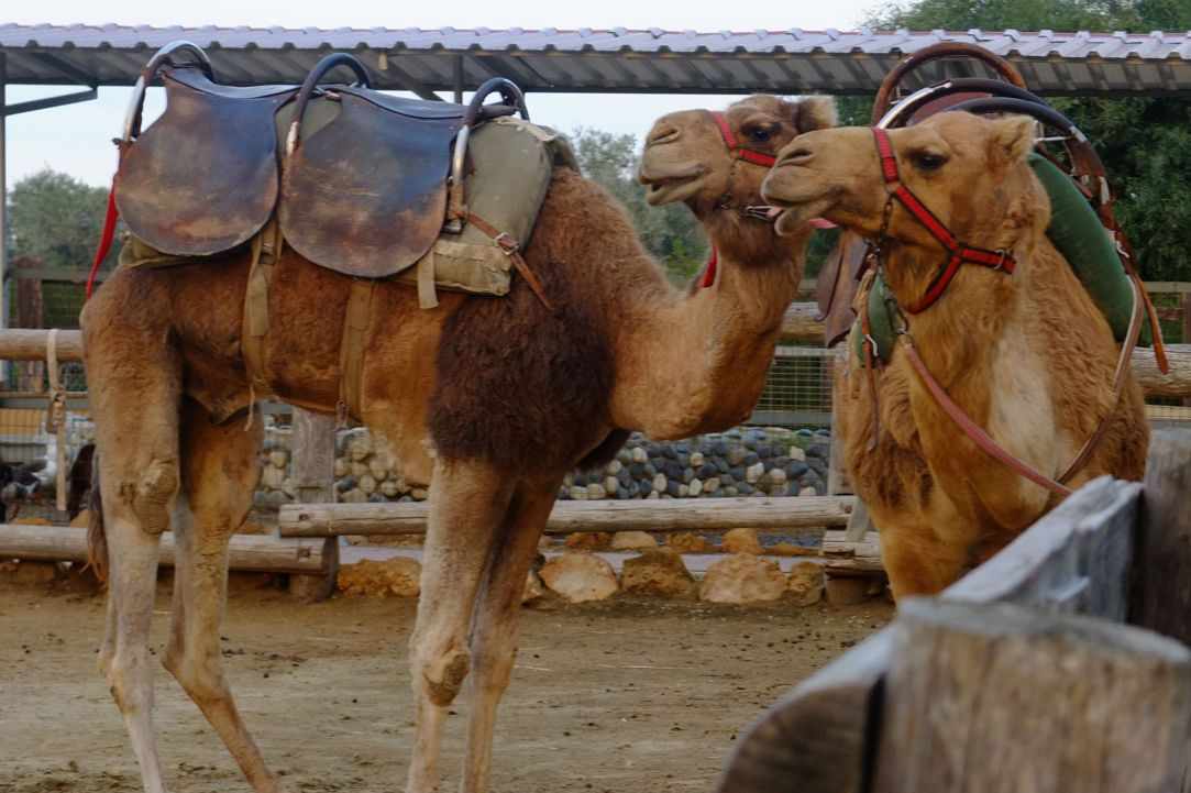 Camel Park, Mazotos, Larnaka