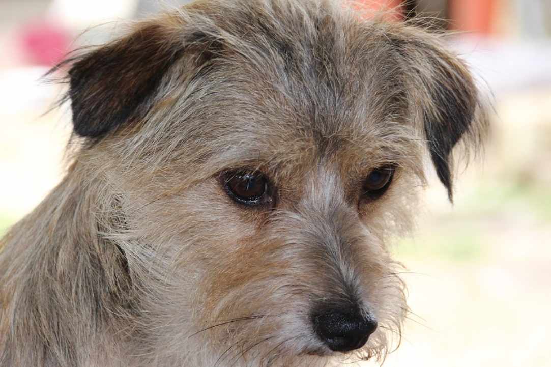 Animal welfare in Cyprus