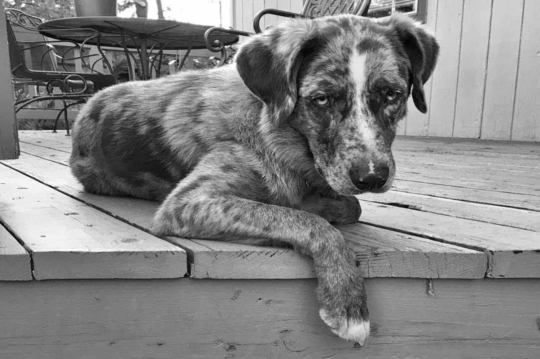 Save the dogs