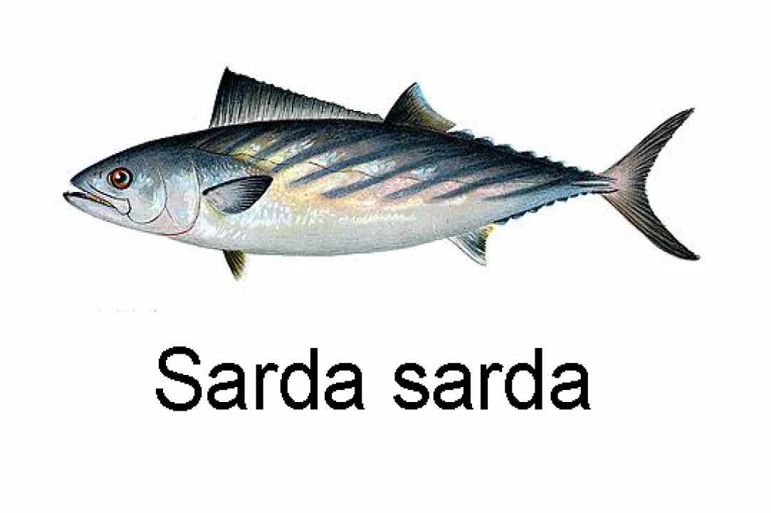 Angling for Alalunga - Albacore Tuna in Cyprus