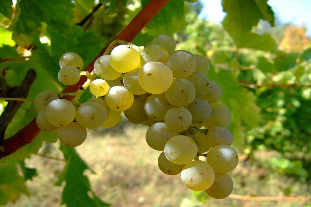 Vouni, a significant wine village since ancient times