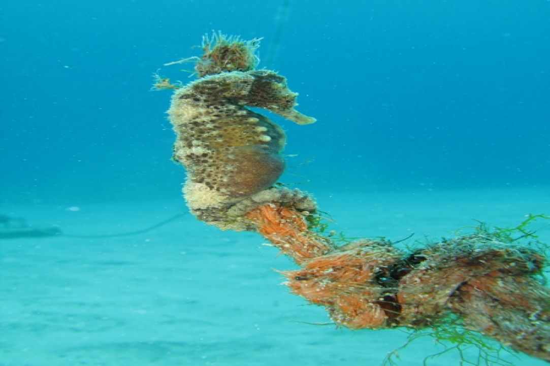 Marine Life in Cyprus