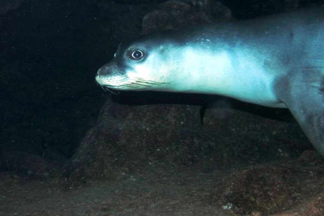 Seal in Cyprus?