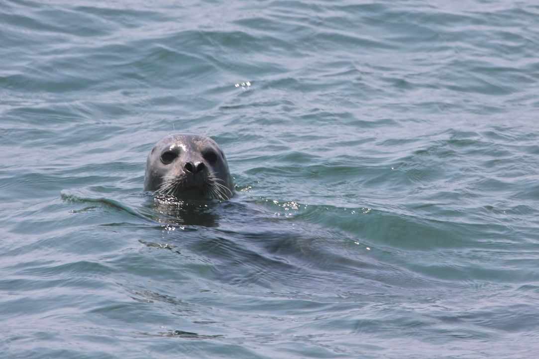Seal in Cyprus?