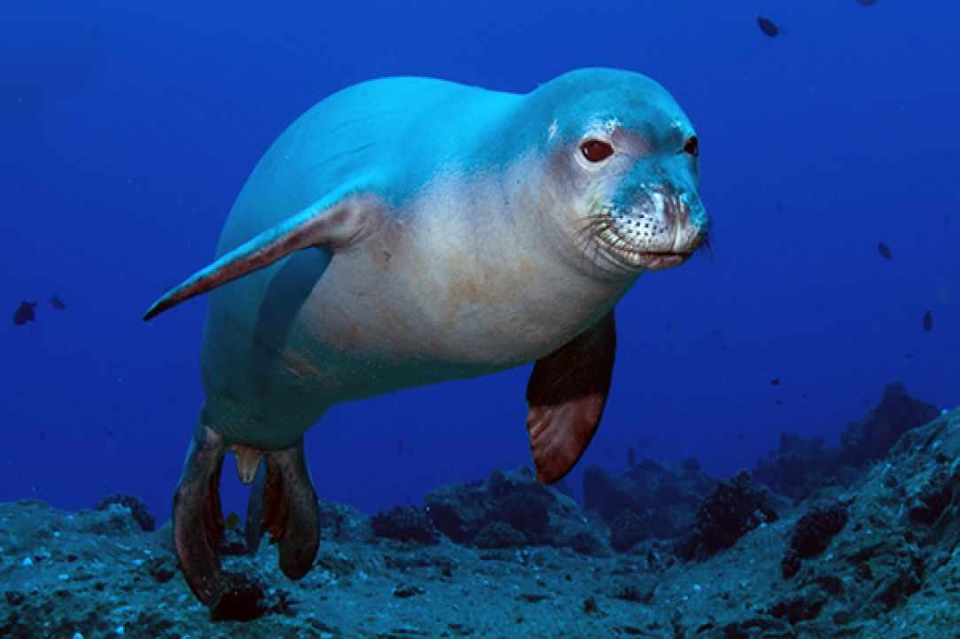 Seal in Cyprus?