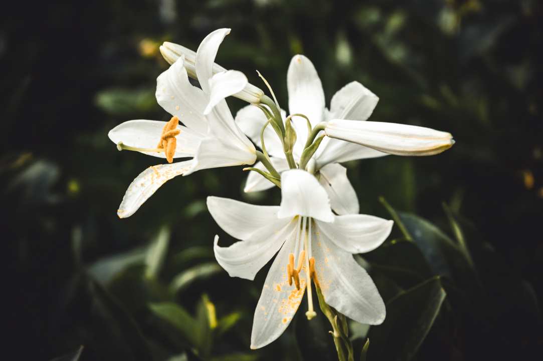 Different Types of Flowers in Cyprus