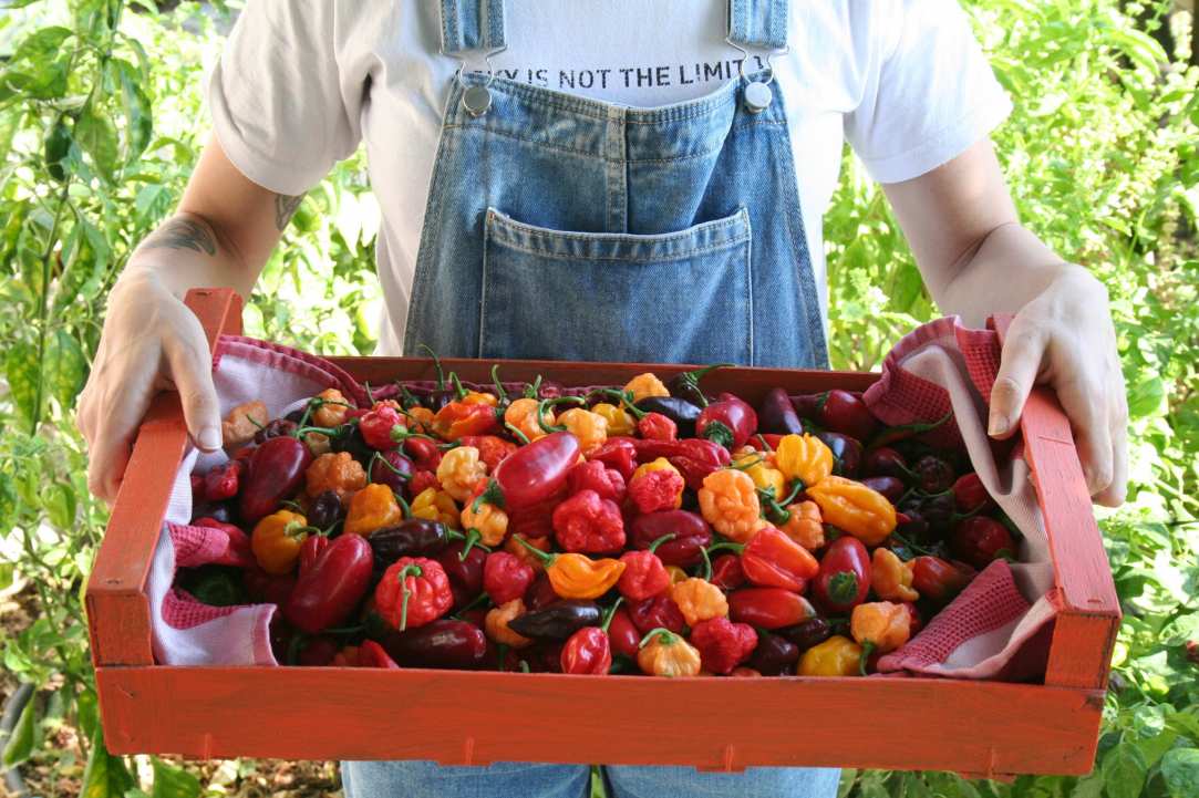 Sia Chilli Fest 2023