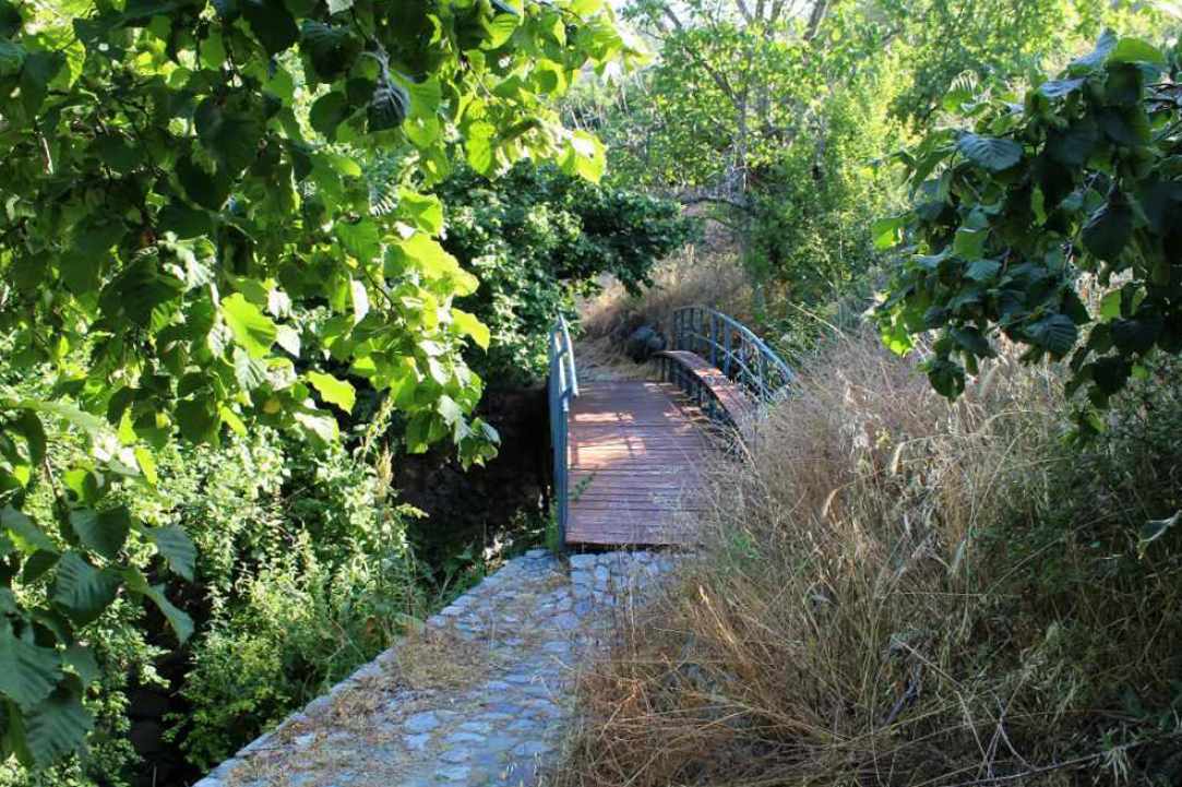 Φουντουκιές Πολύστυπος