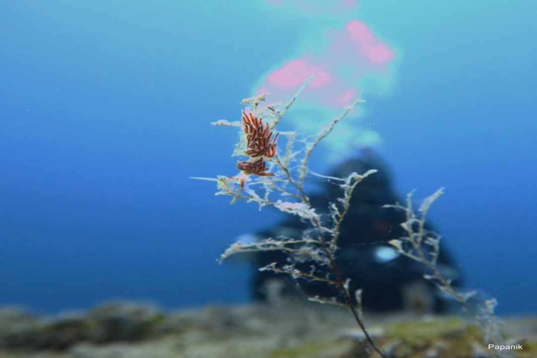 Marine Life in Cyprus