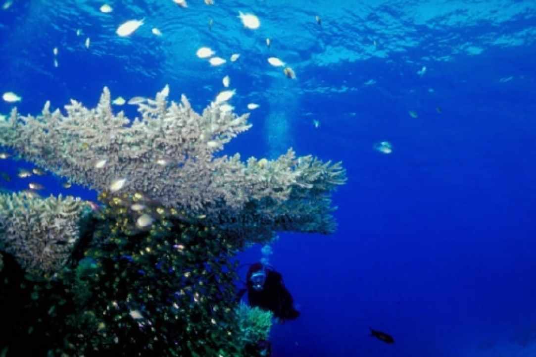 Marine Life in Cyprus