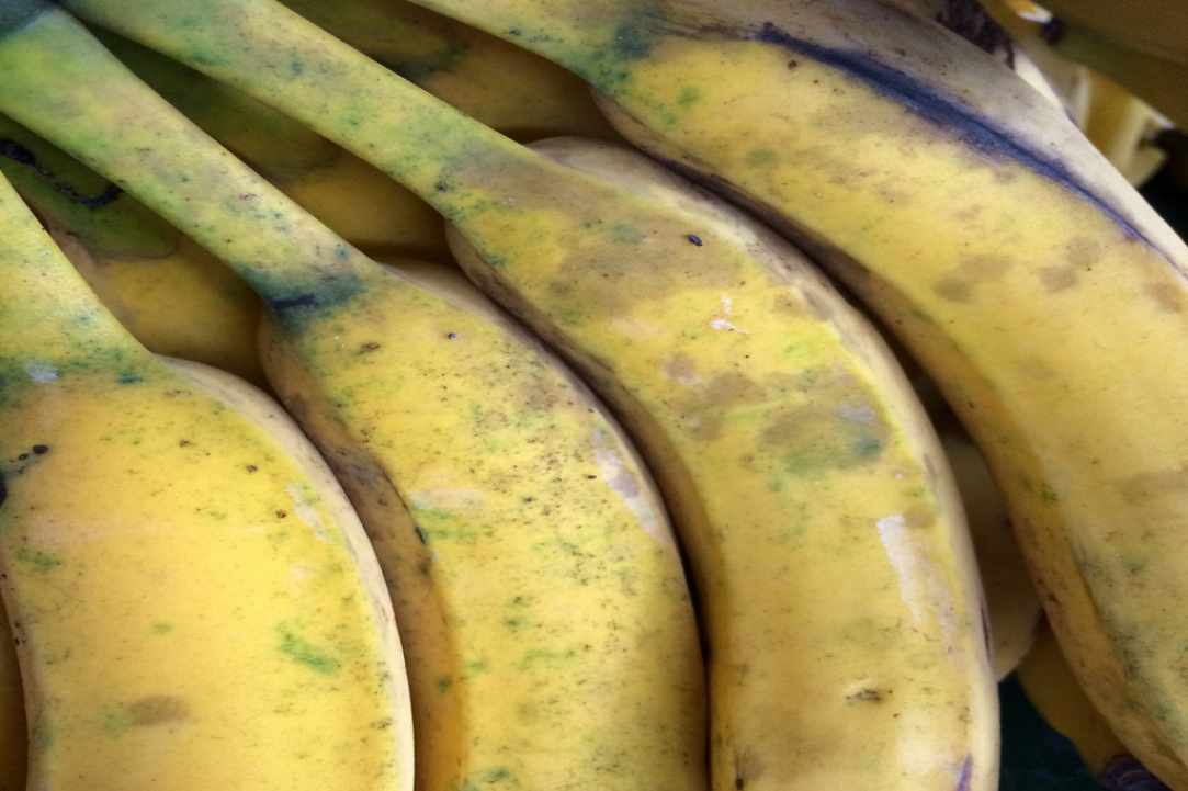 Ψευδόκοκκος ή βαμβακάδα ή βαμβακίαση των εσπεριδοειδών