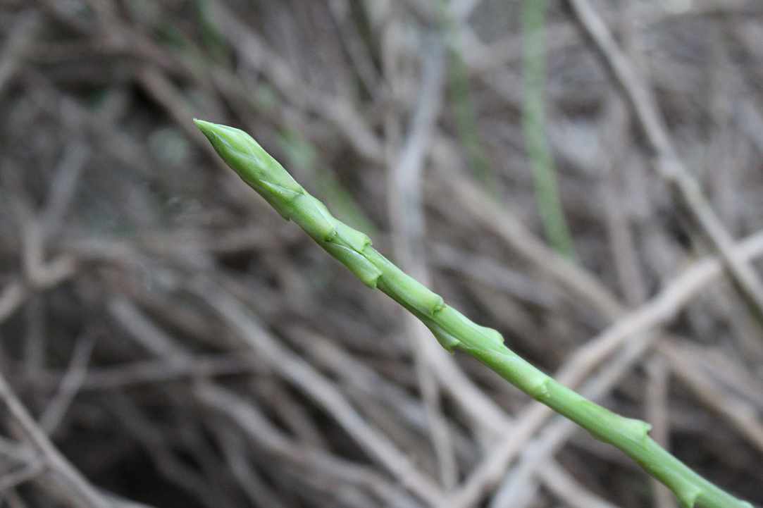 Cypriot Asparagus (Agrelia)
