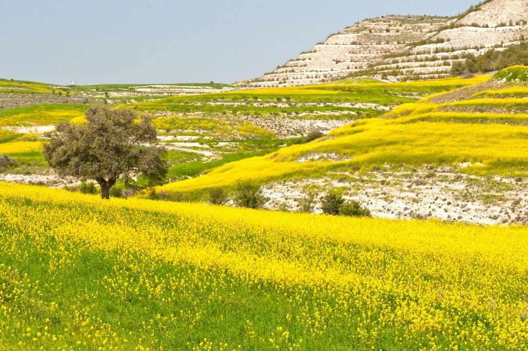 Spring in Cyprus