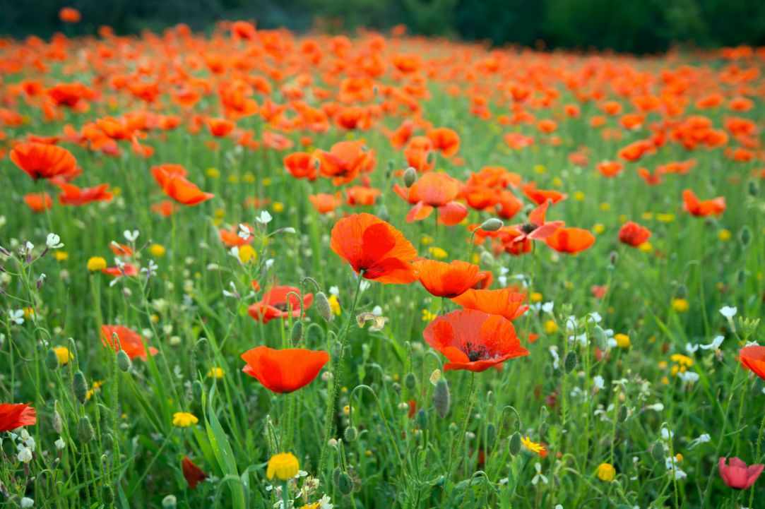 Spring in Cyprus