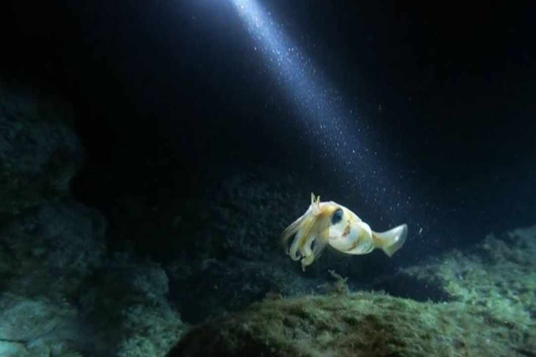 Night Dive