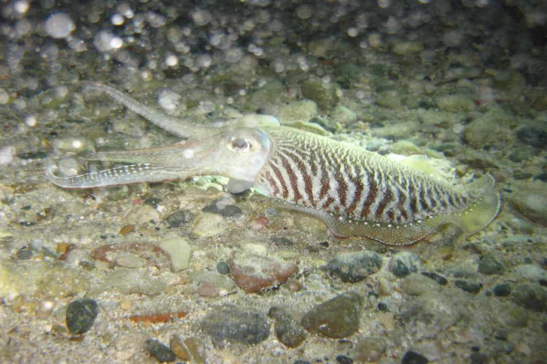 Night Dive