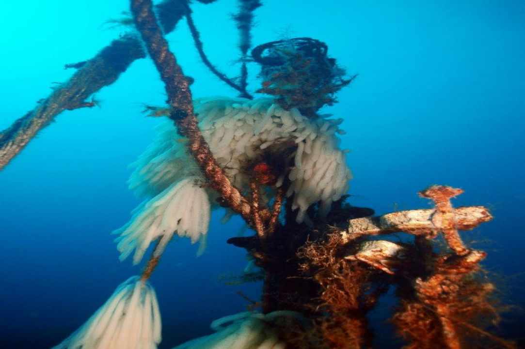 Marine Life in Cyprus