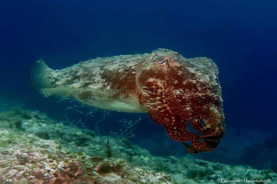 Marine Life in Cyprus