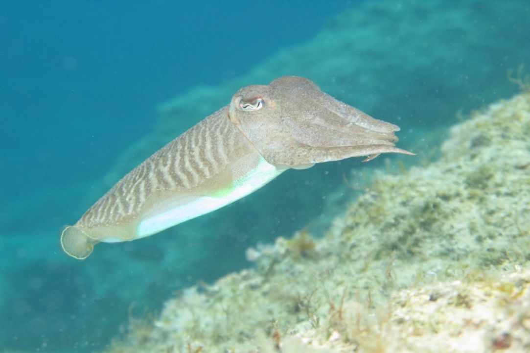 Marine Life in Cyprus