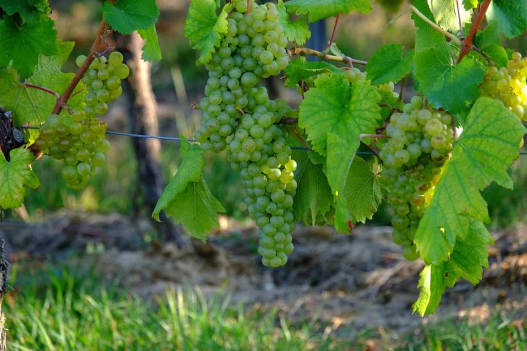 Limassol wine festival 2018!