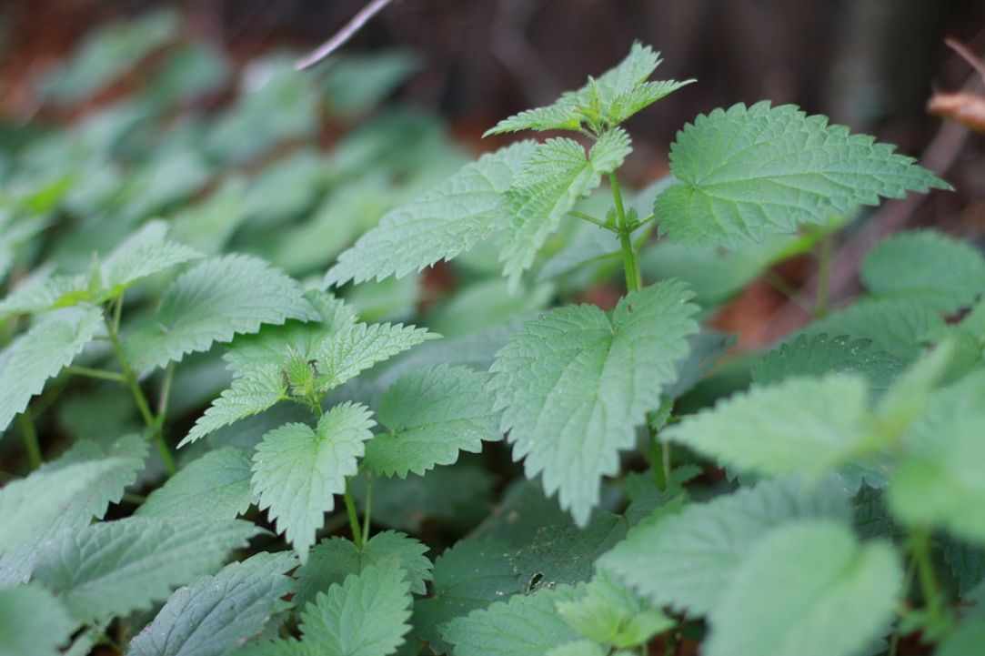Stinging Nettle Herb Benefits. Learning about herbs.