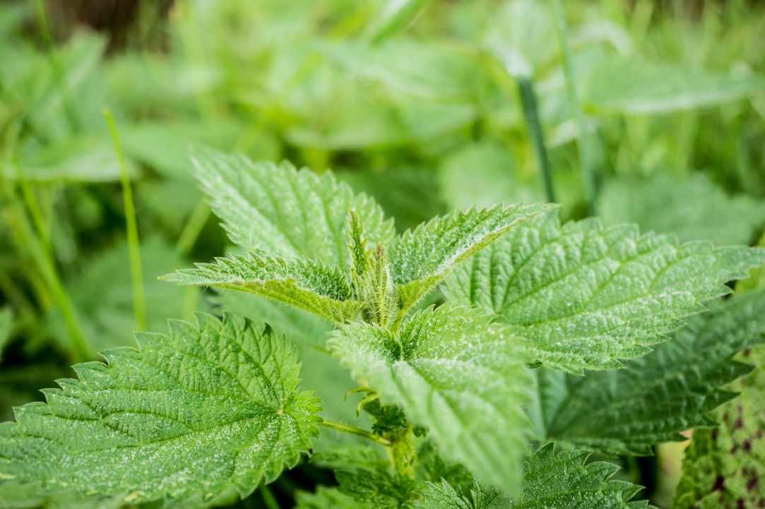 Stinging Nettle Herb Benefits. Learning about herbs.