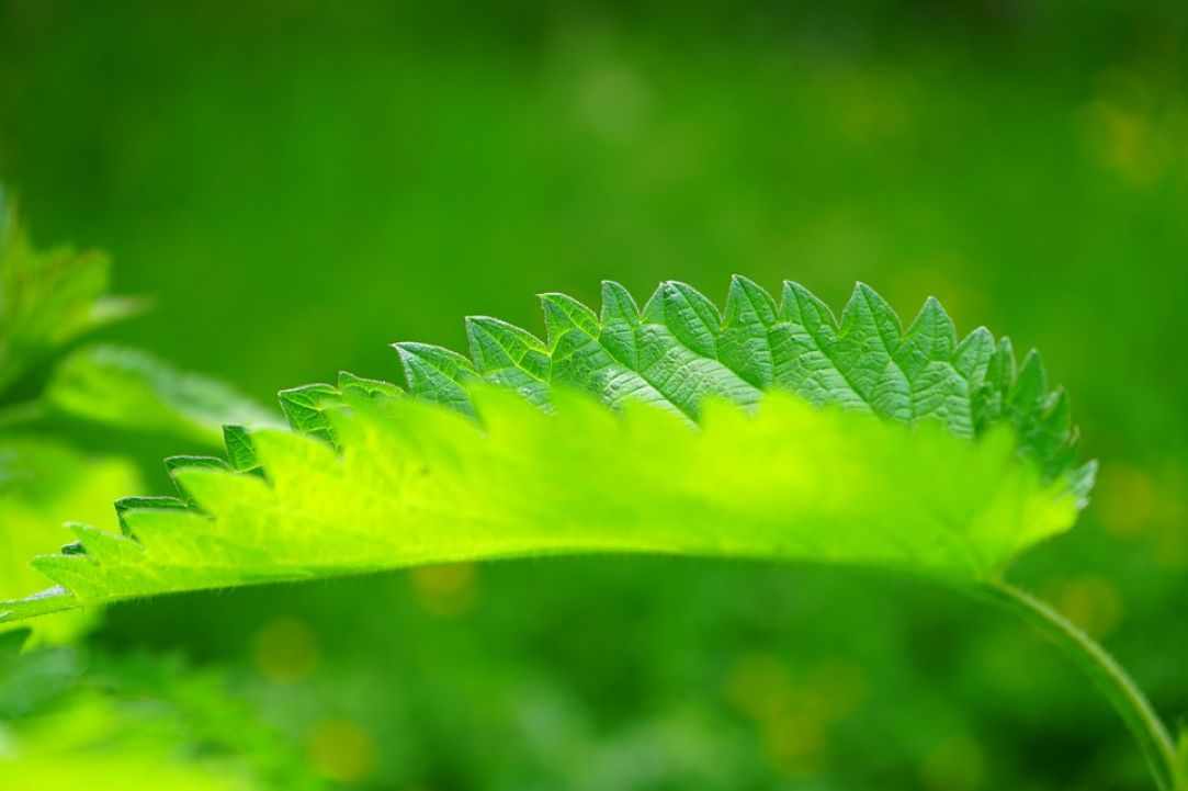 Stinging Nettle Herb Benefits. Learning about herbs.